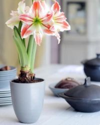 Lily img